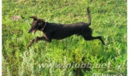 细狗视频,揭秘网络红人背后的故事